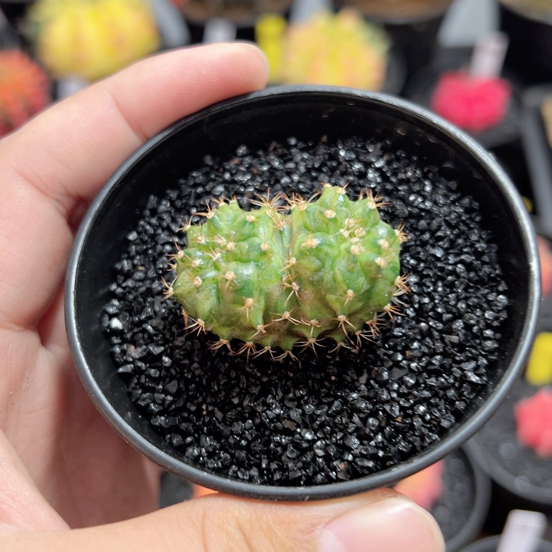 稀有❤️型海神缀化——（默认脱土发货）