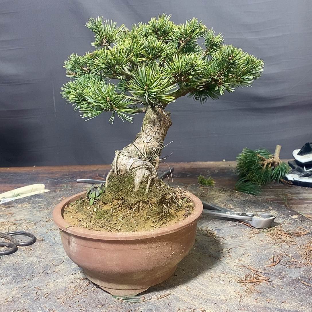 无花朵瑞光1111111111