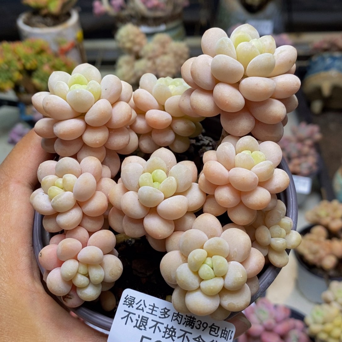 093洛可可多肉9c m