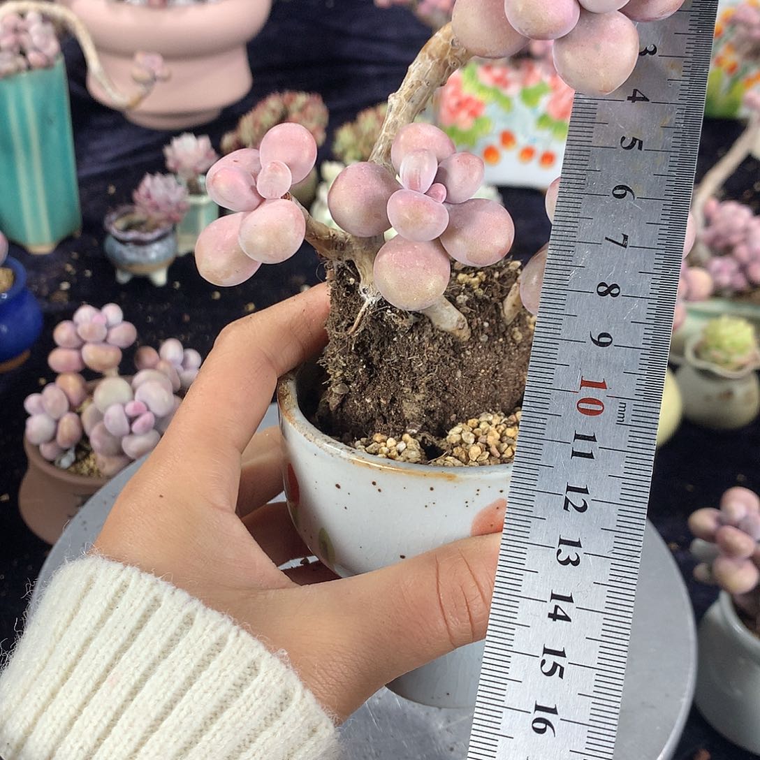 85号不带盆偏远的不包邮的