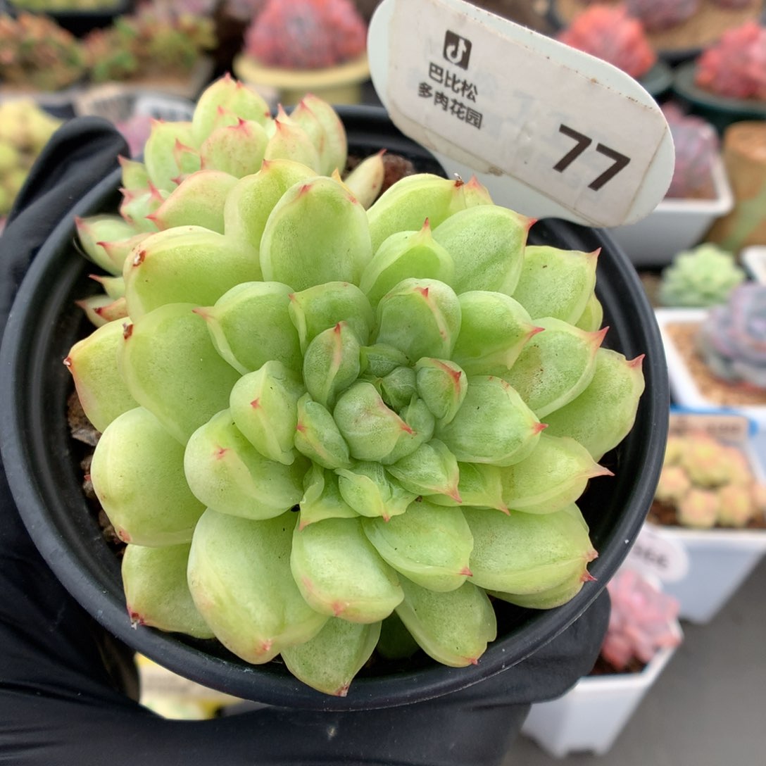 77 冰天使锦多肉