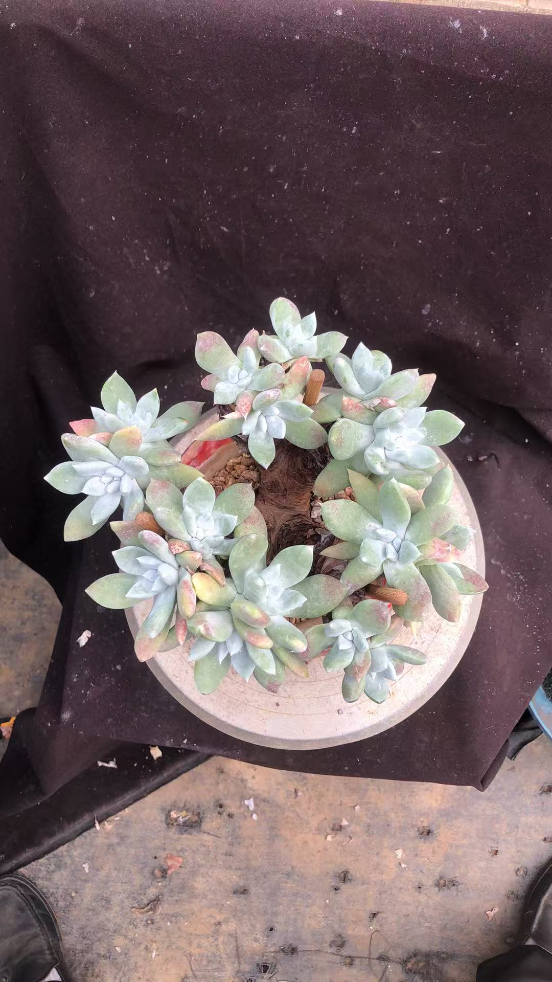 拇指苹果叶小树桩朵朵精控 