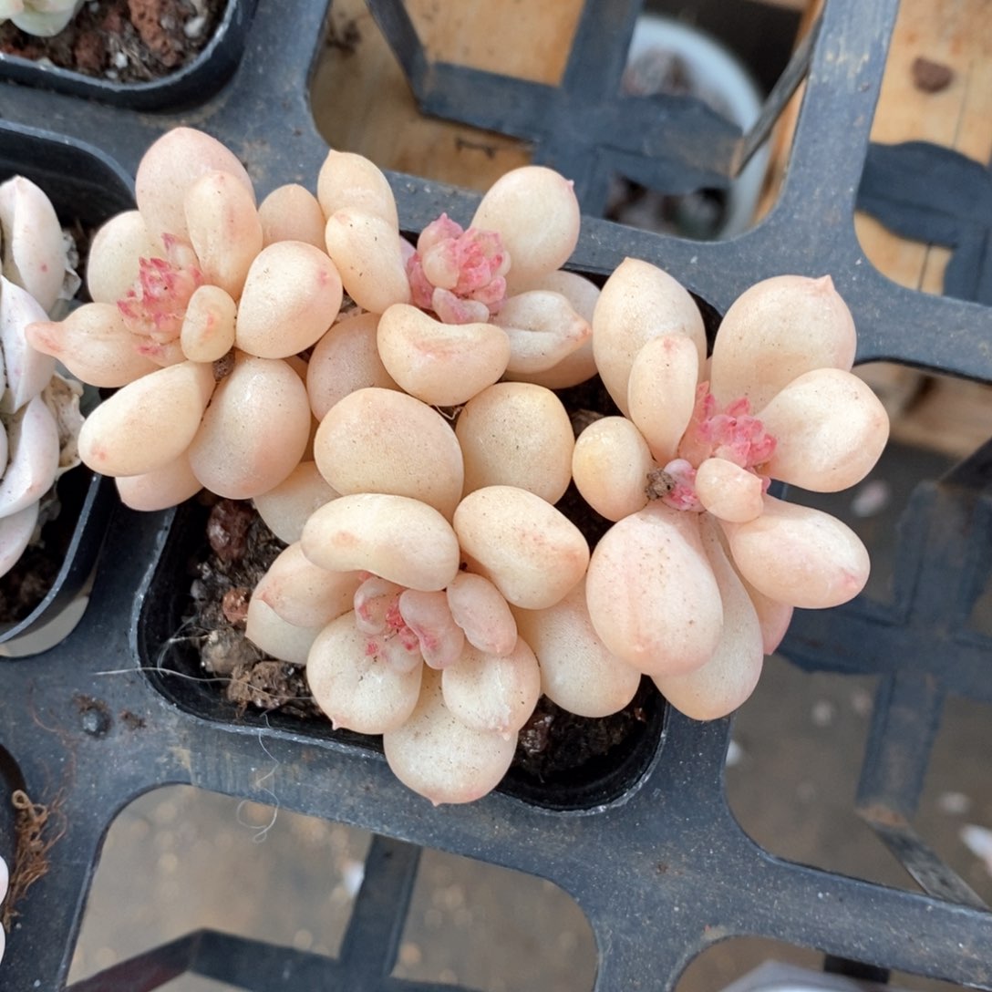 精品多肉一物一拍不包整95