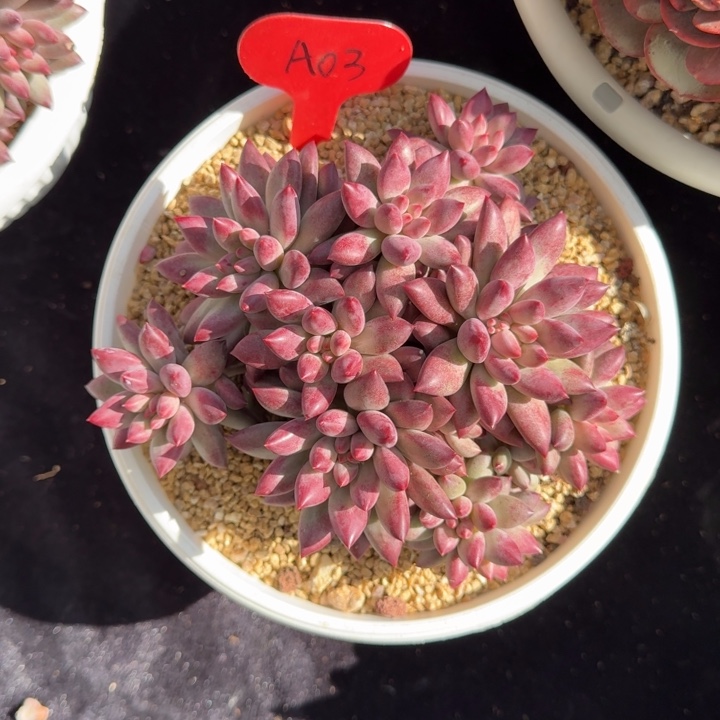 A03虞美人14厘米左右一物一拍的