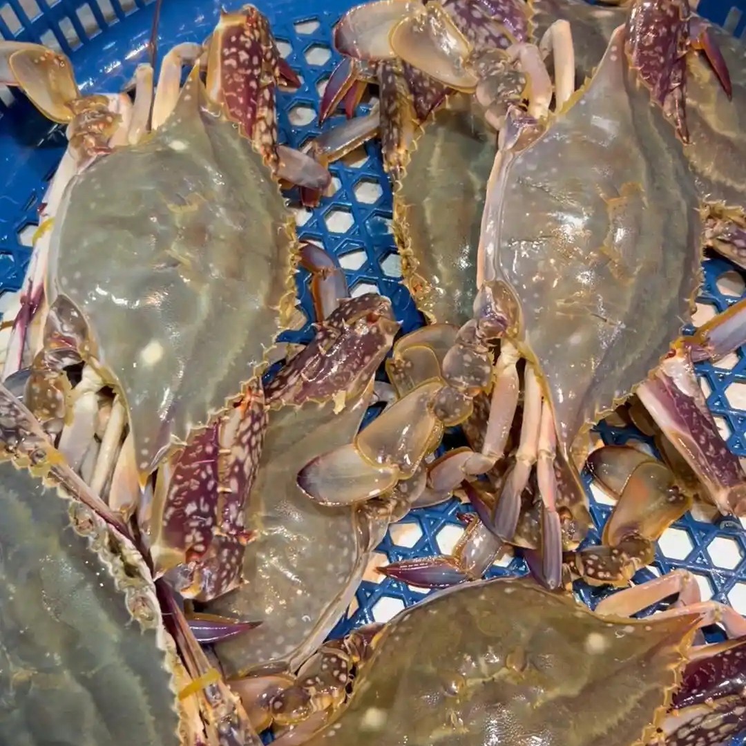 【冰鲜特价】梭子蟹500g/斤 2-6两/一斤2-4只【保鲜不保活】梭子蟹同城