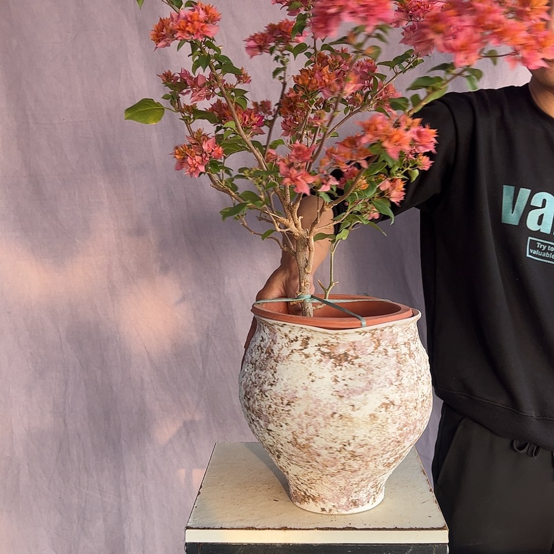 大量花朵（建议范围：8朵-15朵 或40%以上）重瓣橙