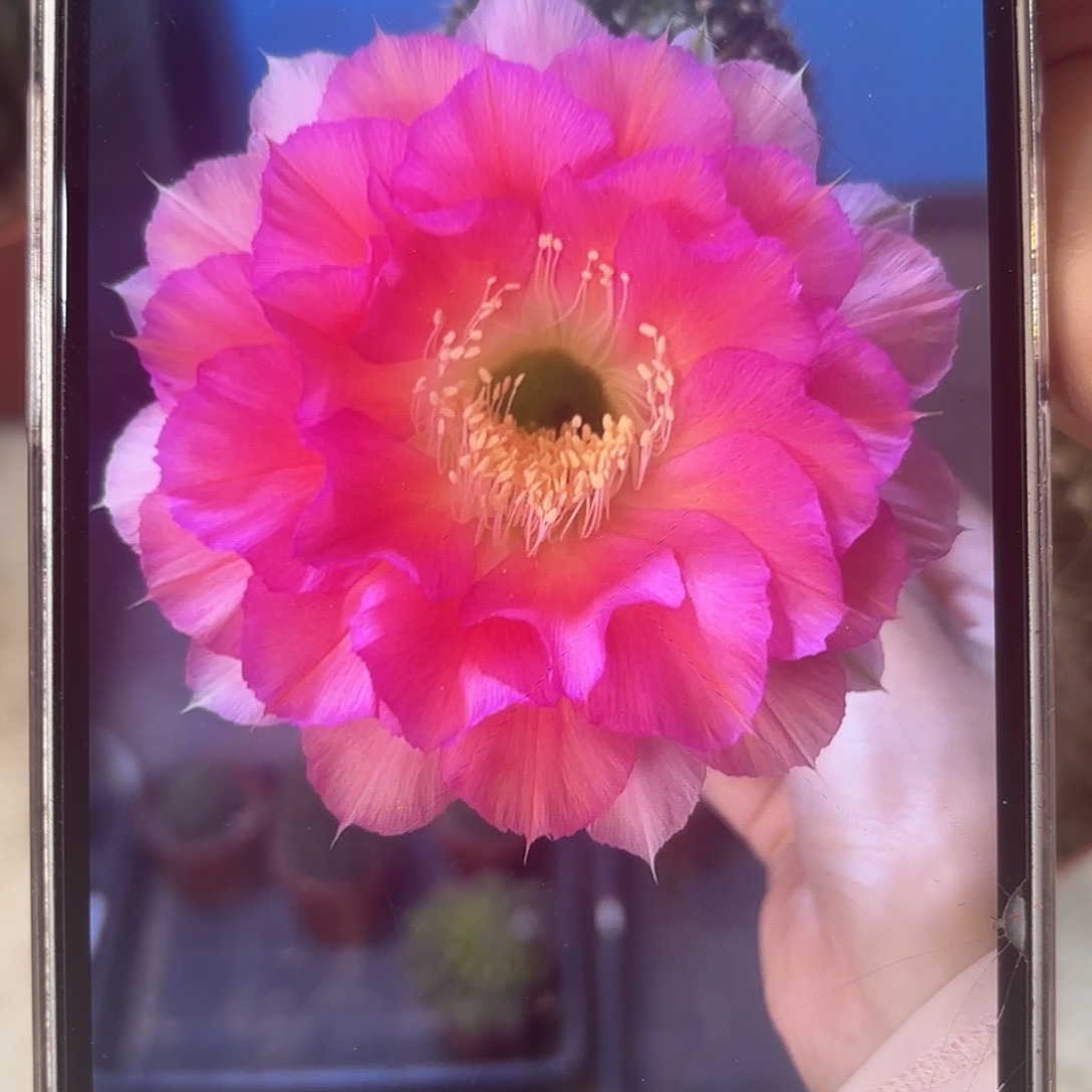 彩草青青女神7-7.5公分左右