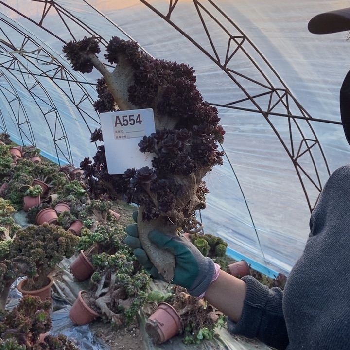 赵***赵A554黑法是缀化老庄