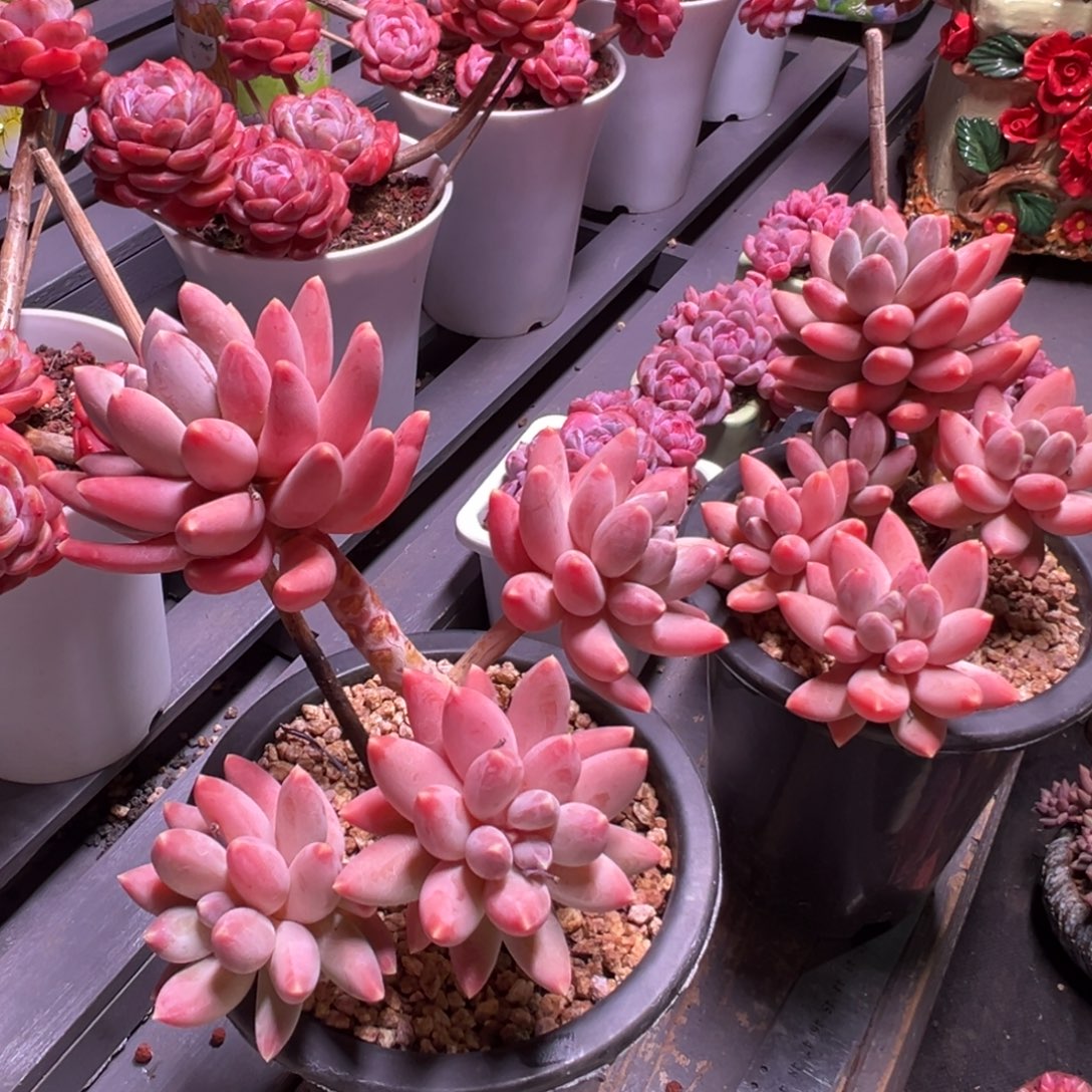 不****松果美人多肉植物