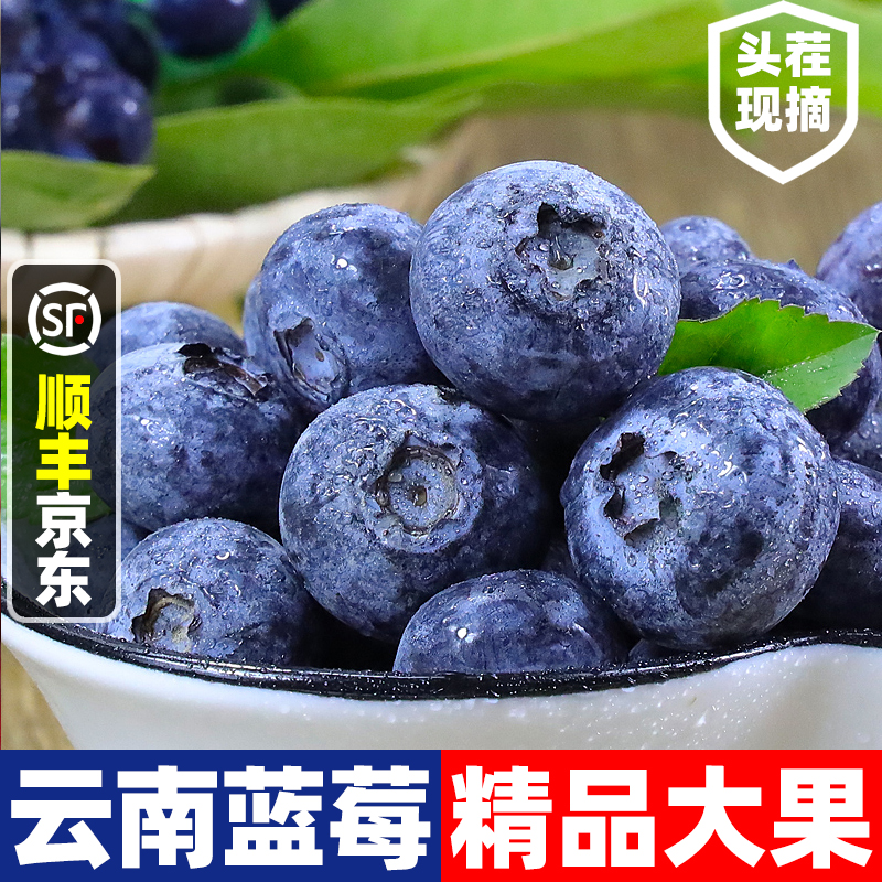 现货【今天拍明天到】TY高山蓝莓当季新鲜宝宝孕妇头茬水果100g/4盒