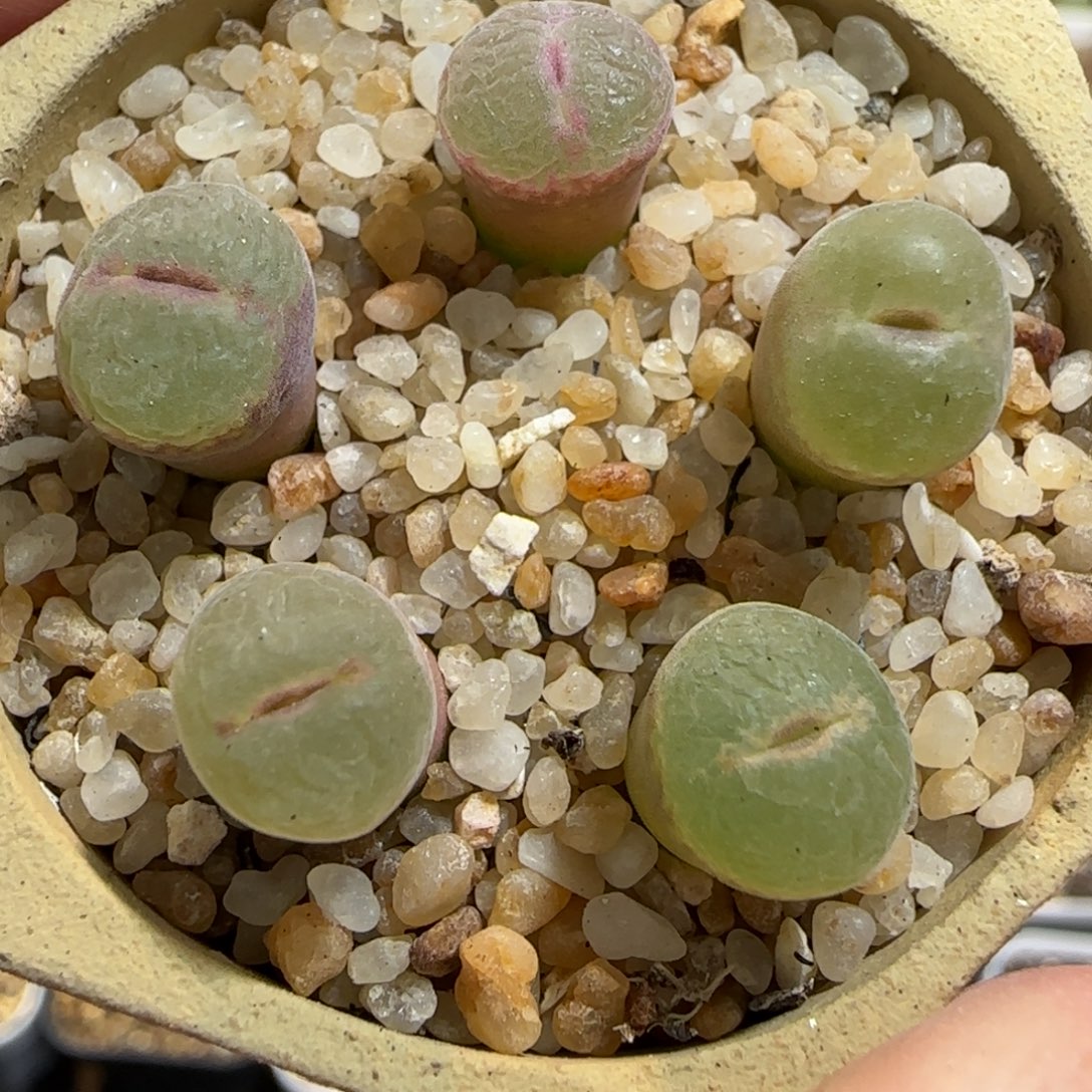 多肉植物纽扣粉女8号
