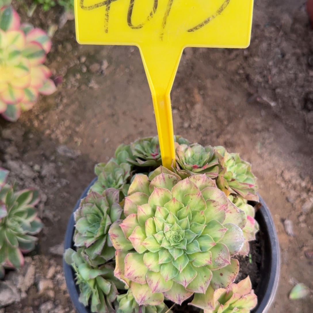 4073---知否。知否？知否