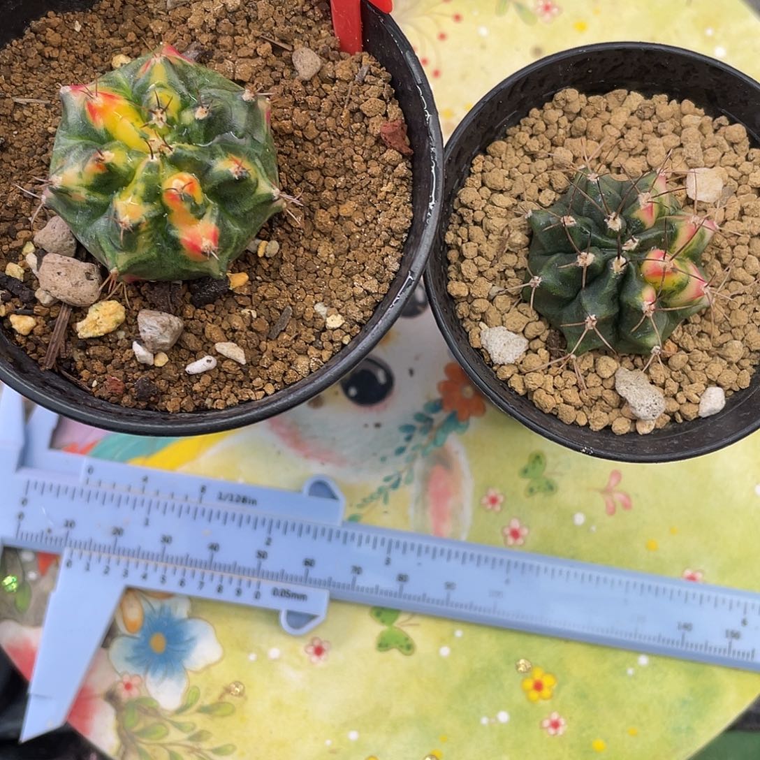 1-170两棵（买一送一）