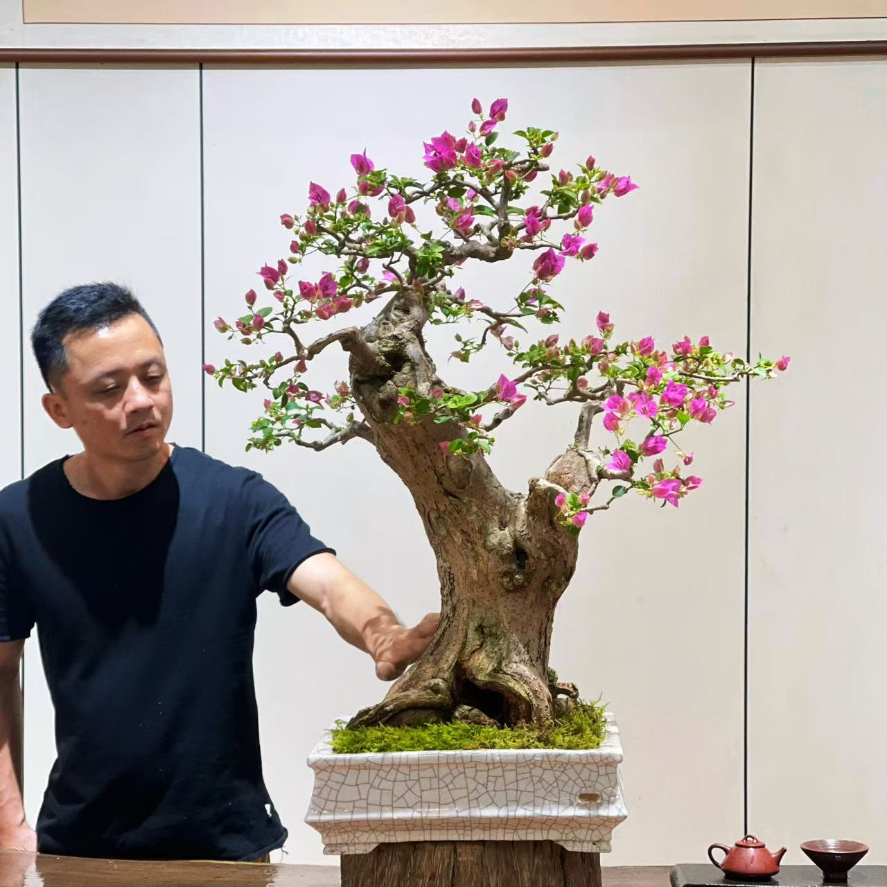 【叶胜园艺】精品小叶紫老桩三角梅盆景