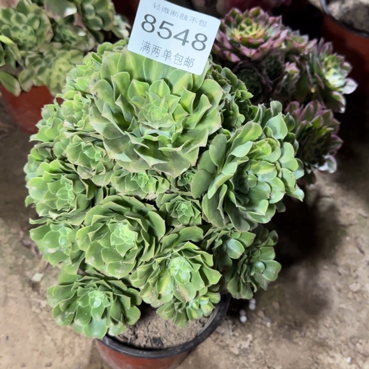 8548琉璃多肉植物