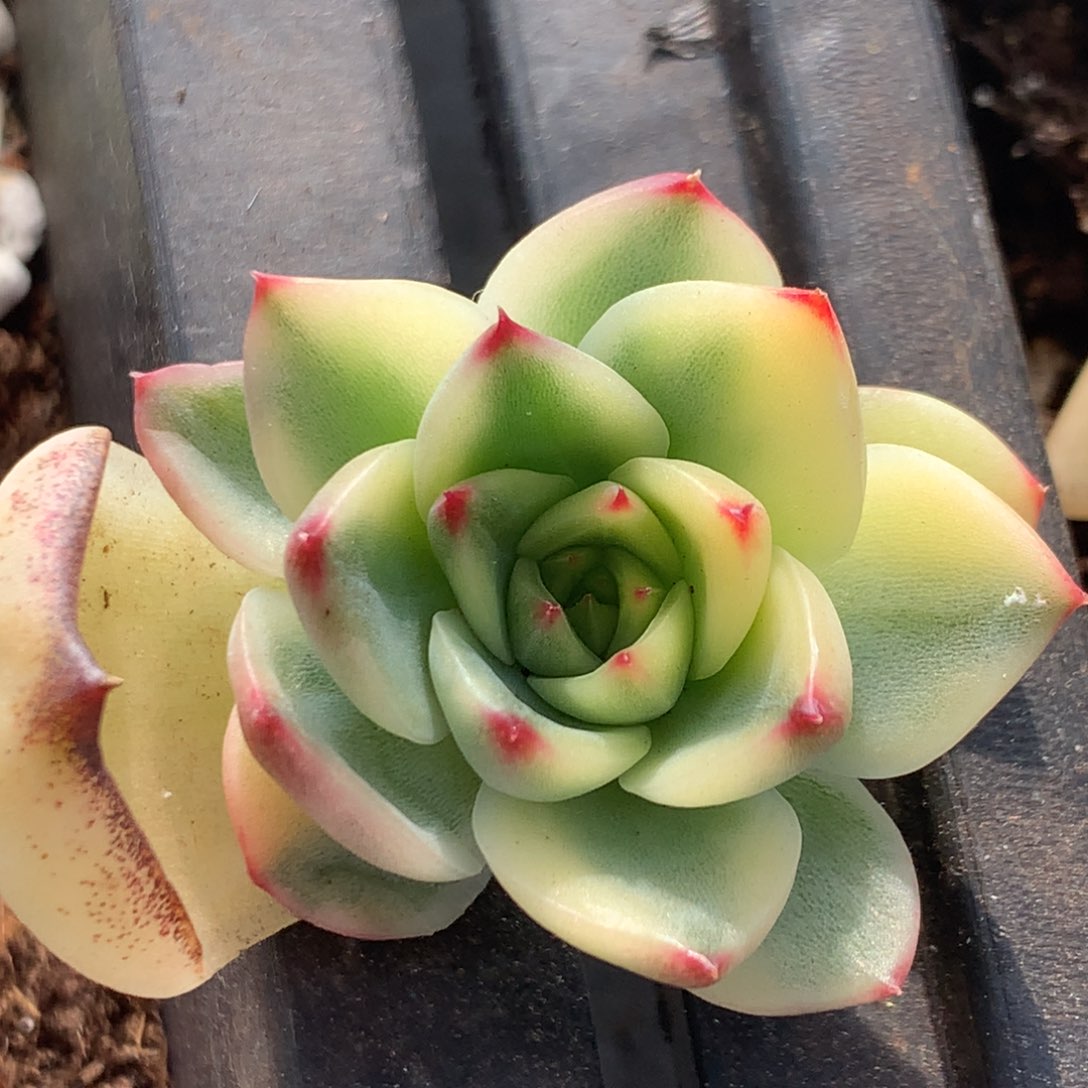 月亮石侧牙j j j j j j j j