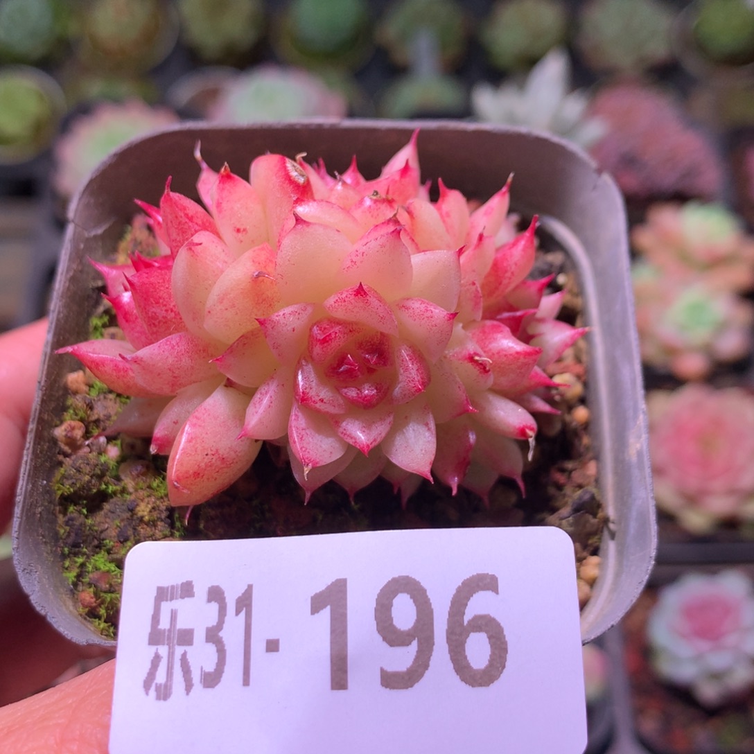 乐然31-196 菊花台群 