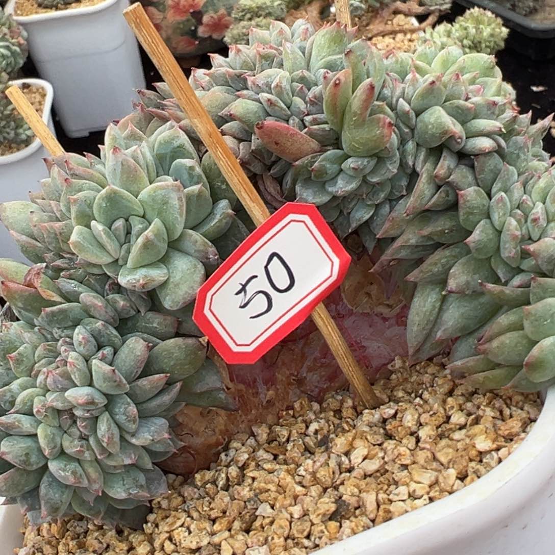 倩*新年快乐 新年快乐 新年快乐