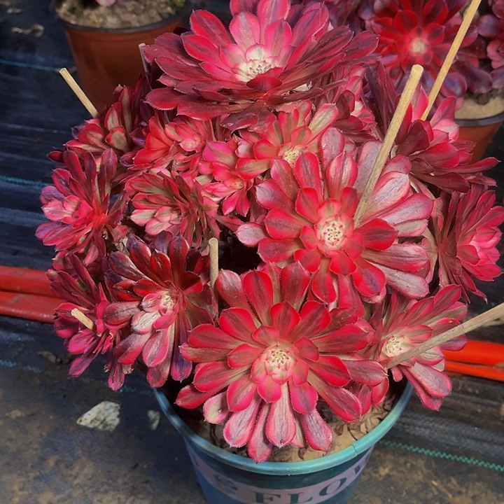 ✨*红彤超白锦013