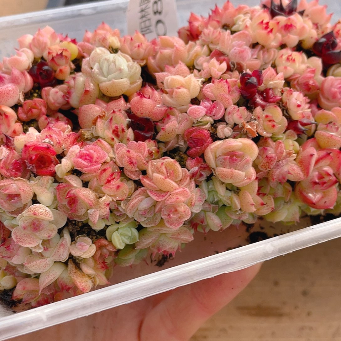 多肉植物多肉植物882