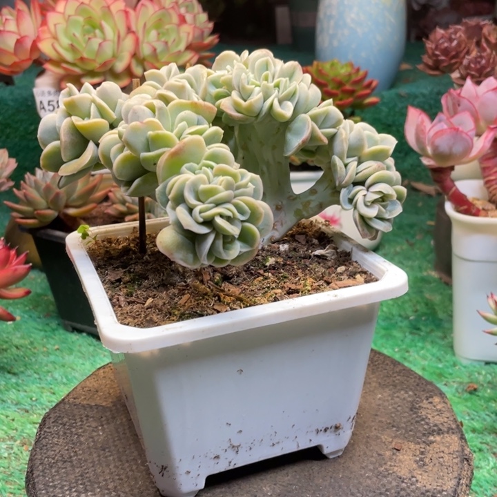 向***️可爱玫瑰缀化多肉