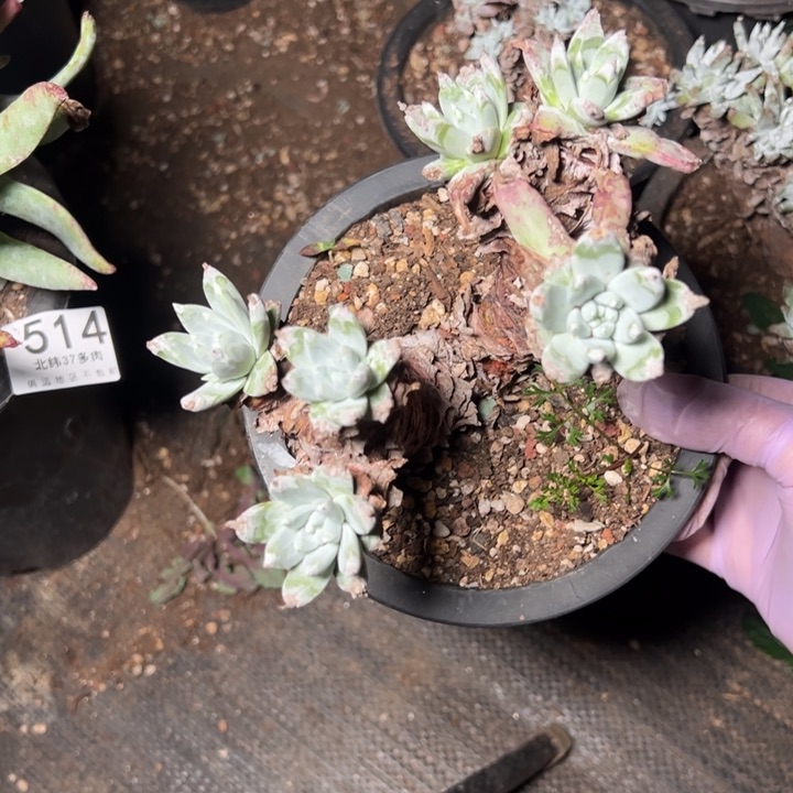 515苹果叶杂交哈哈哈哈哈哈哈哈