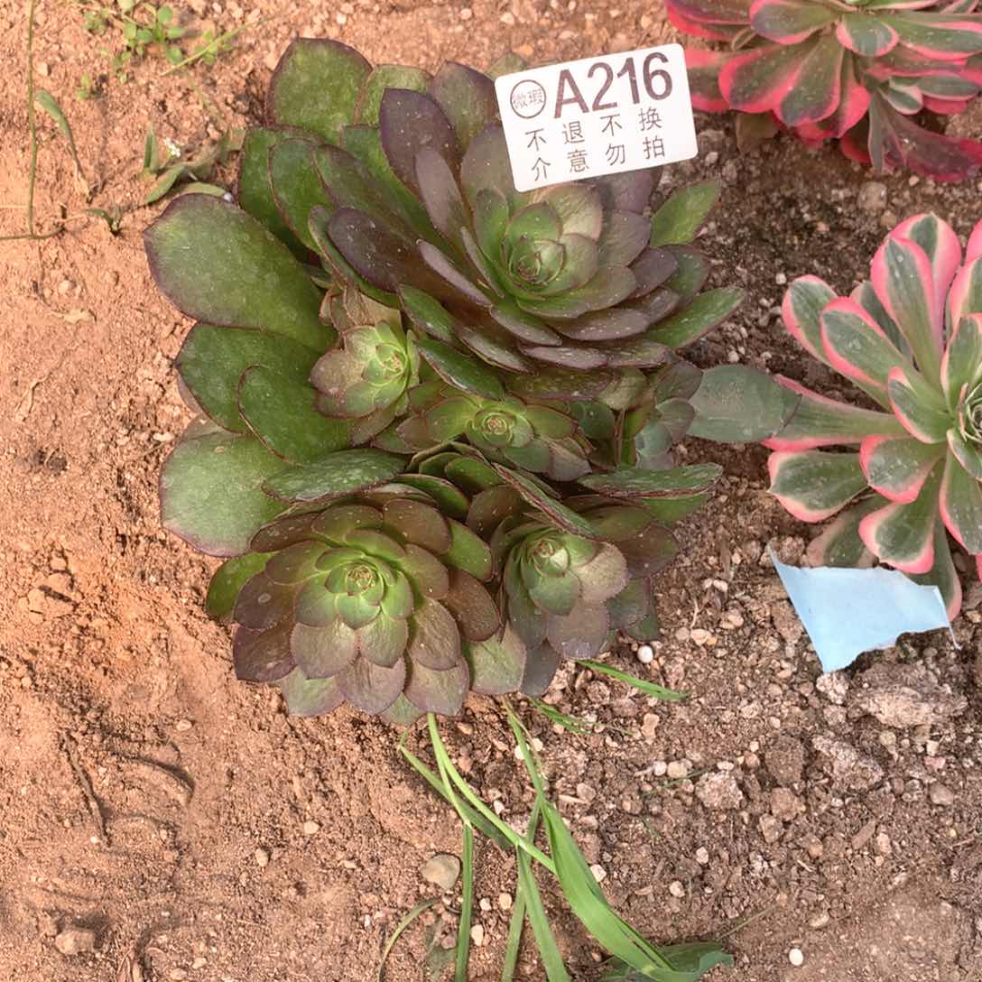 多肉植物雨荷216