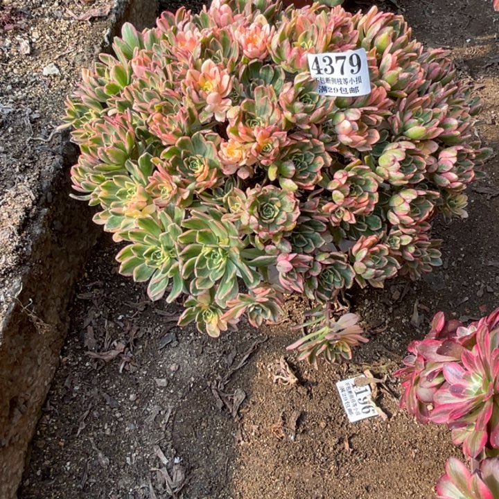  大379号甜茶多肉植物