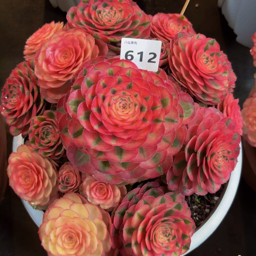 612多肉植物荔枝