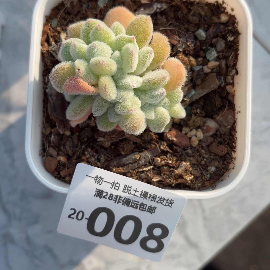 雪晃星缀化一物一拍