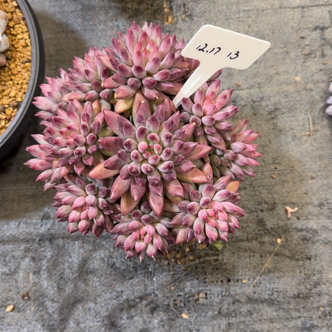 煎***蛋一物一拍车厘子捧花13