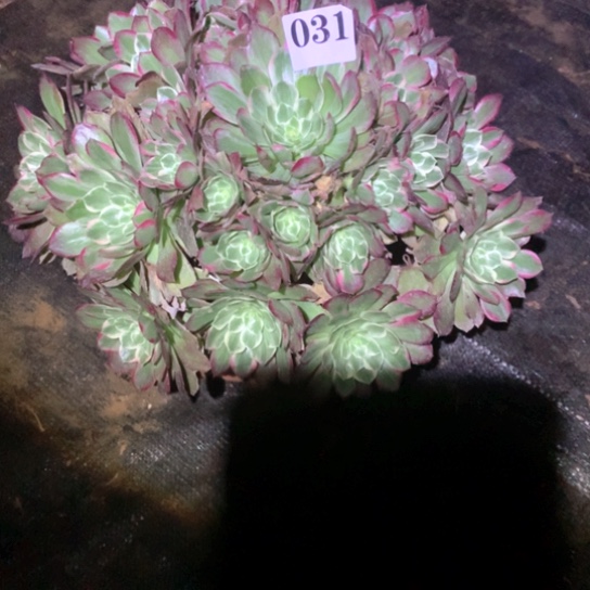 招*喵多肉植物海鲜031