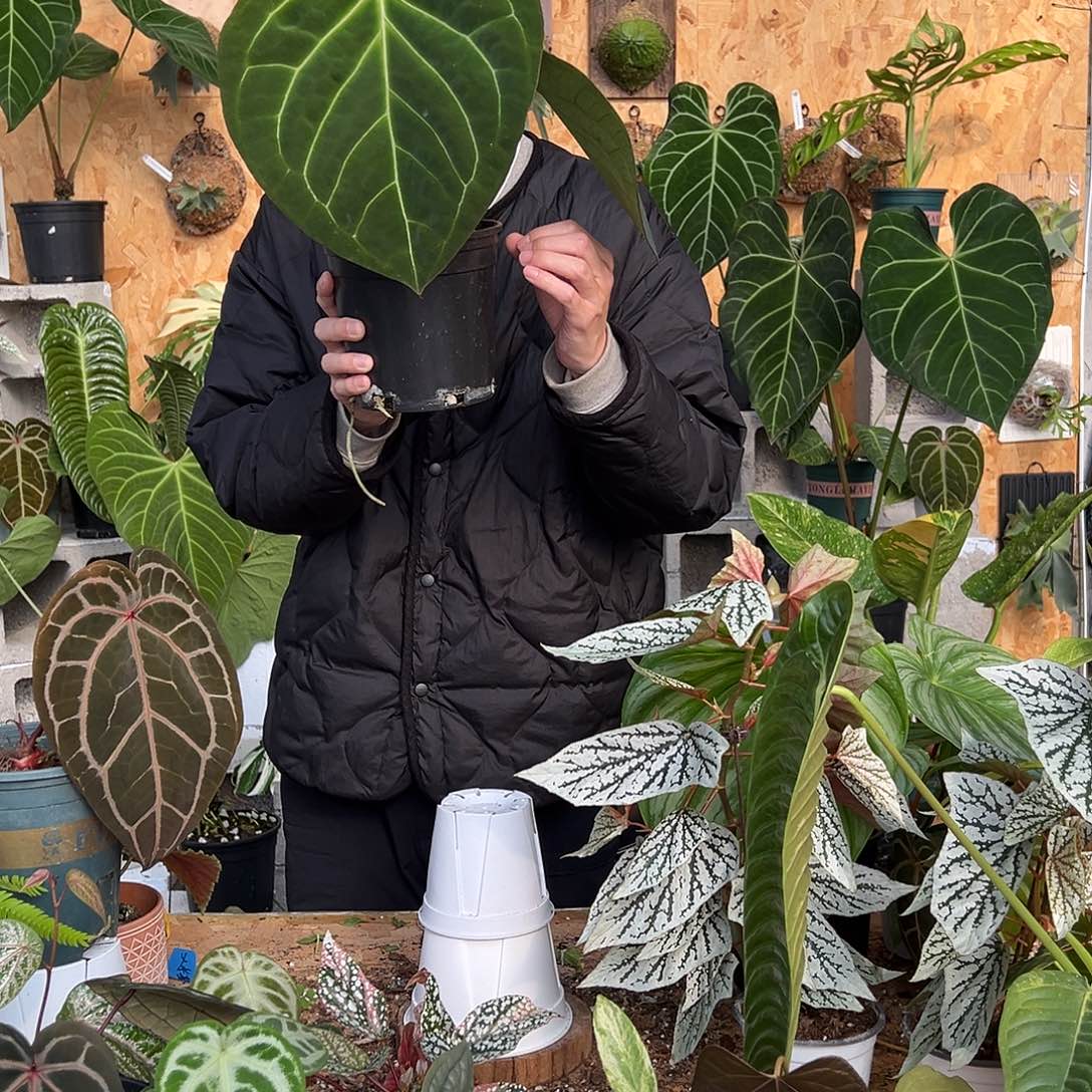 完全开放C03老桩花烛