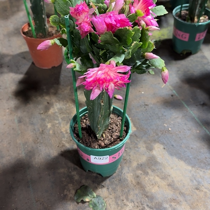 @***颜大部分开放少量花苞922嫁接073