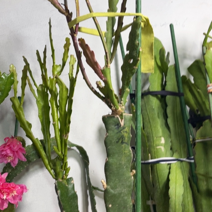 当前无花栽培后可以开花心**阳热浪