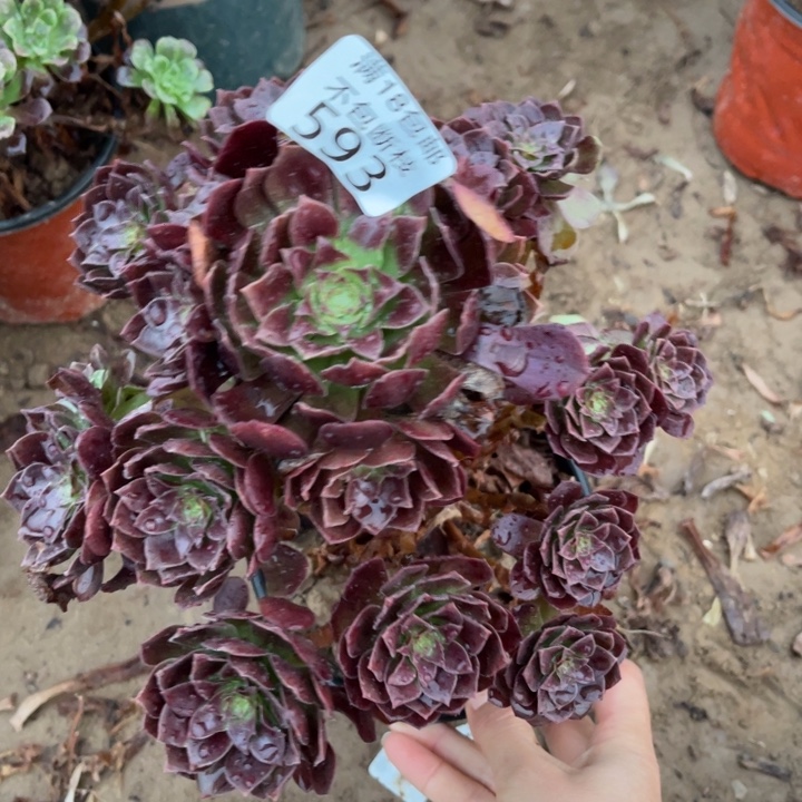 593黑魔手捧1号棚