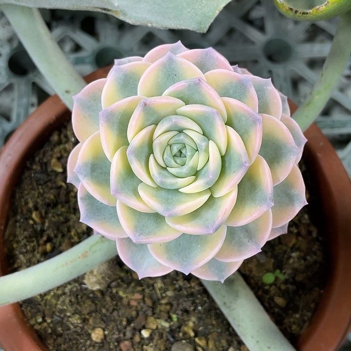 彩色安娜玫瑰锦一物一拍