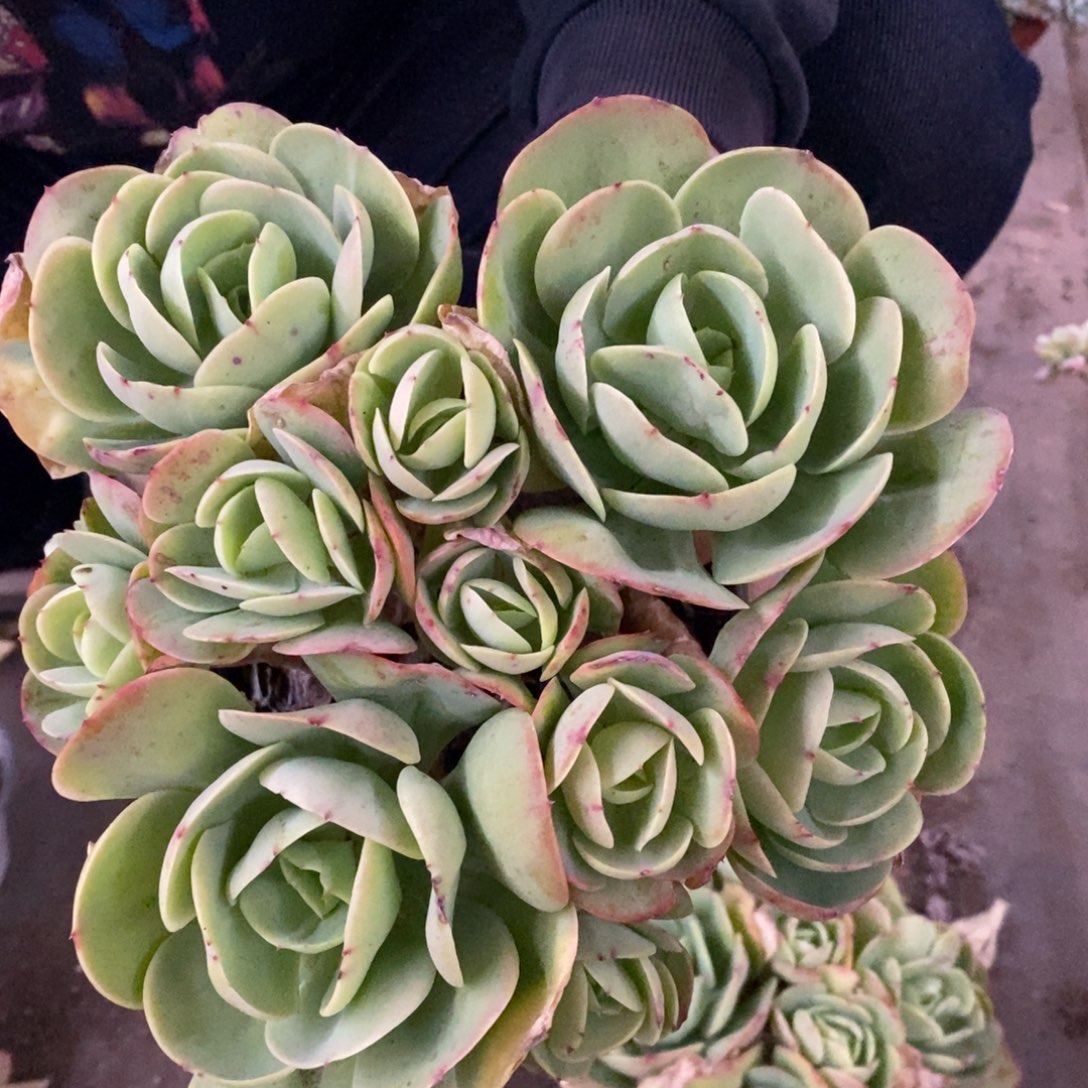 鸡蛋碧桃多头群生