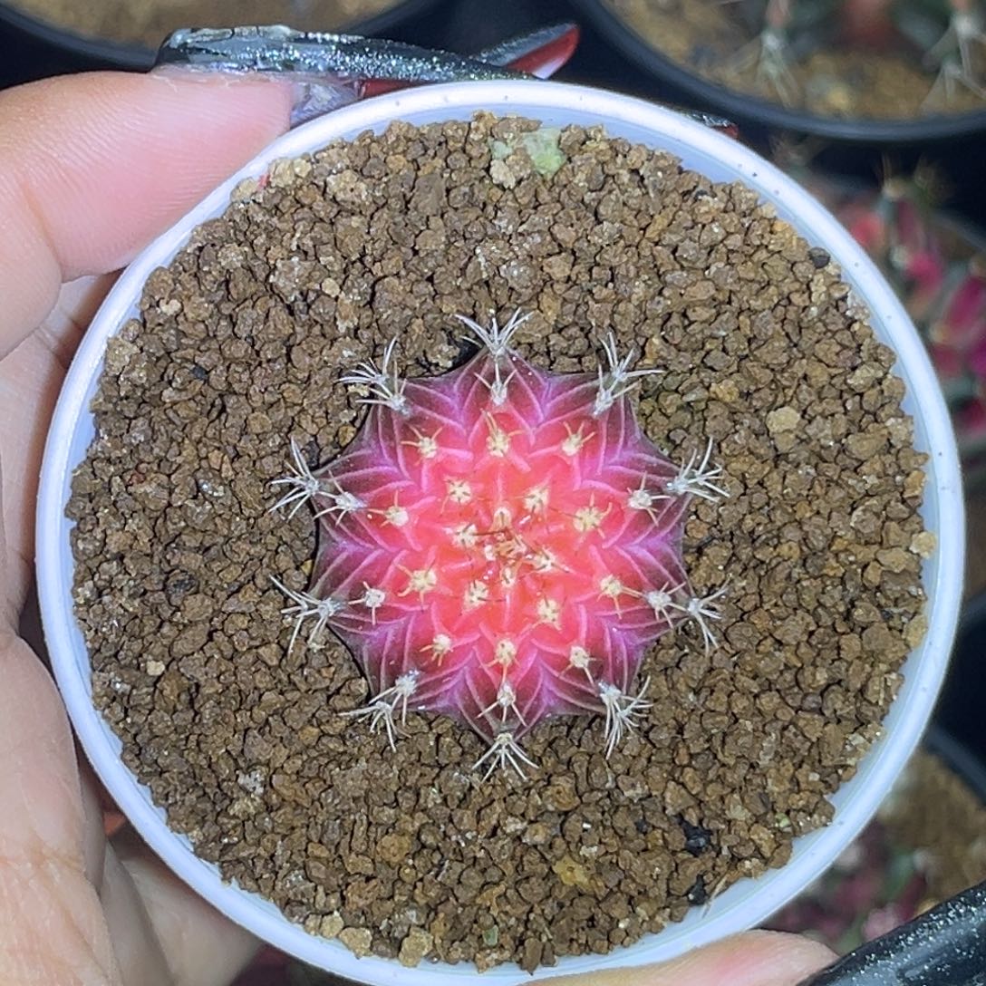 泰系轮回 带盆土发货