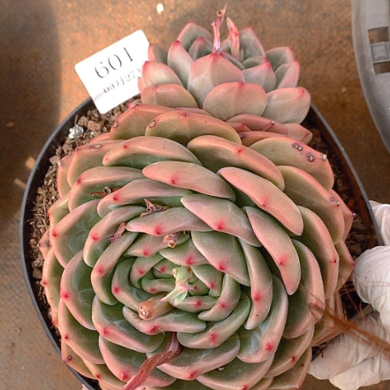 【闪购商品】云601号18公分