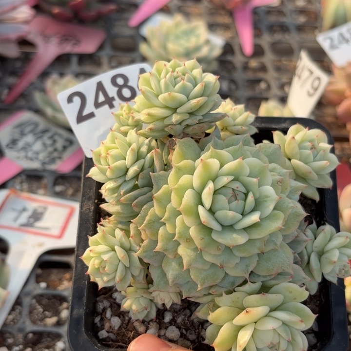 老船长锦多肉植物满18包邮低于零下8度请勿下单