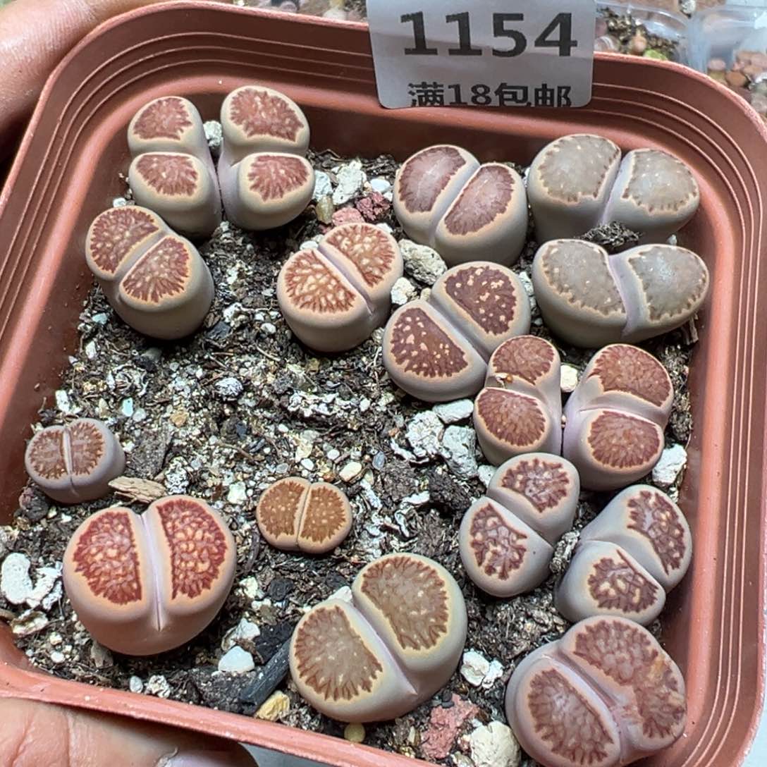 【闪购商品】 1154。    