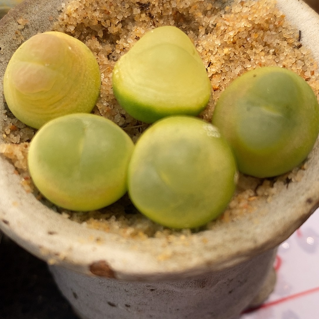 216大年份福利拉登一颗