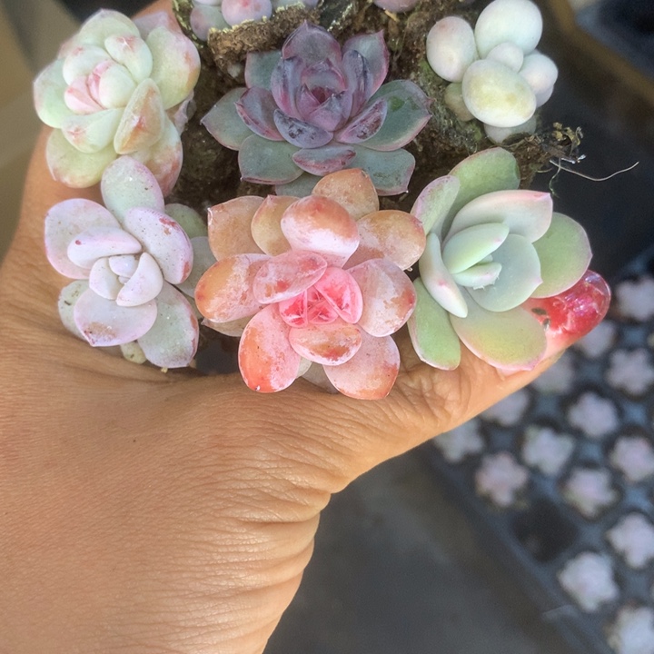 樱花 黑橙子 蛋黄 糖果 彩虹 奶茶 雪莲 冰玉  包邮
