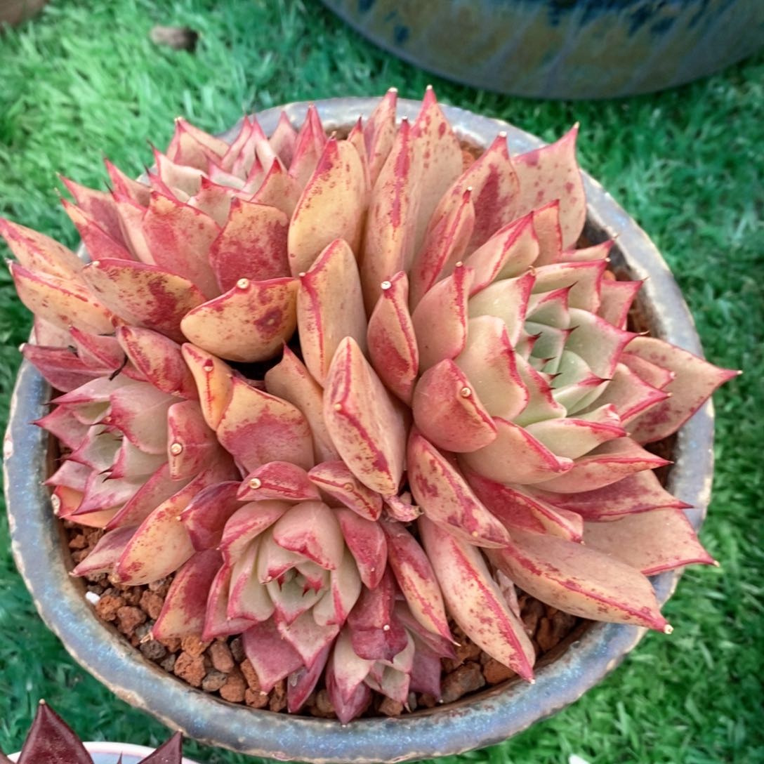 娇兰多肉植物盆栽