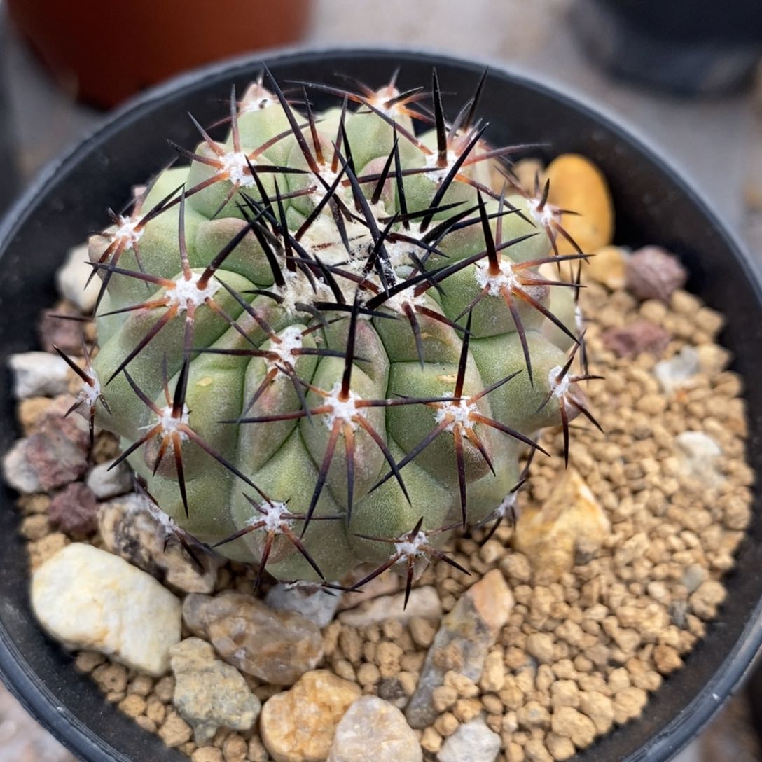 龙爪球侧牙自根仙人球