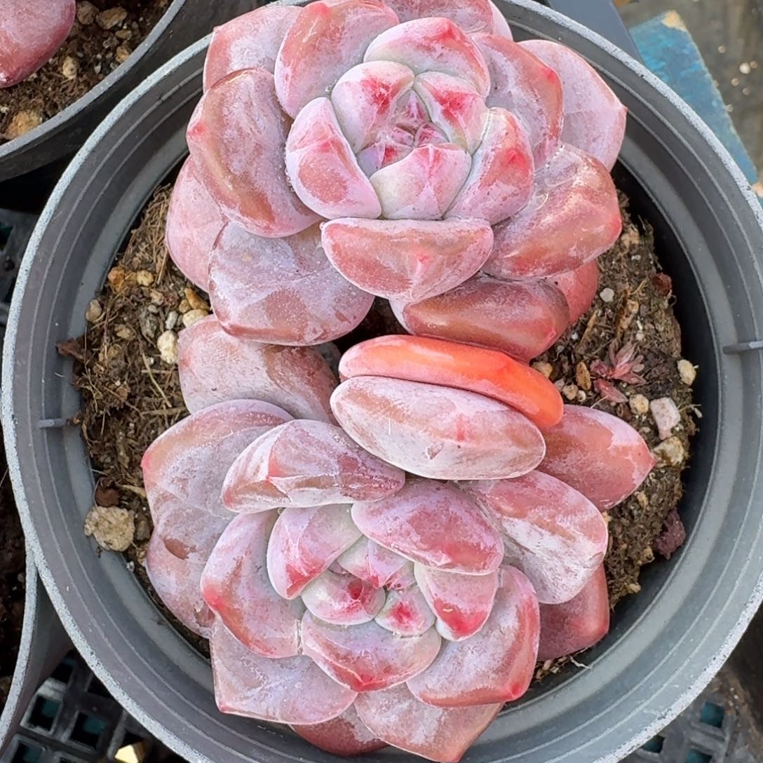 从前慢花园多肉编号-双头哥特妈妈