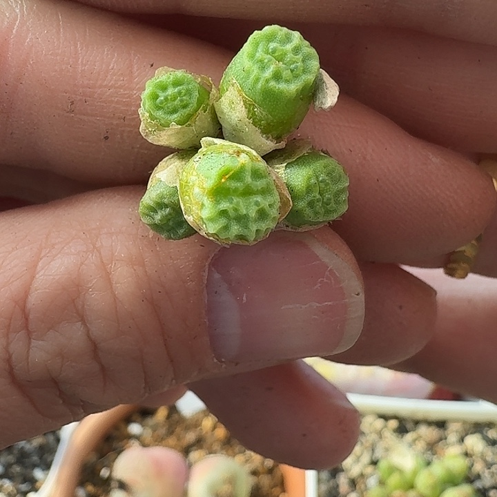 老马生石花烧卖1201