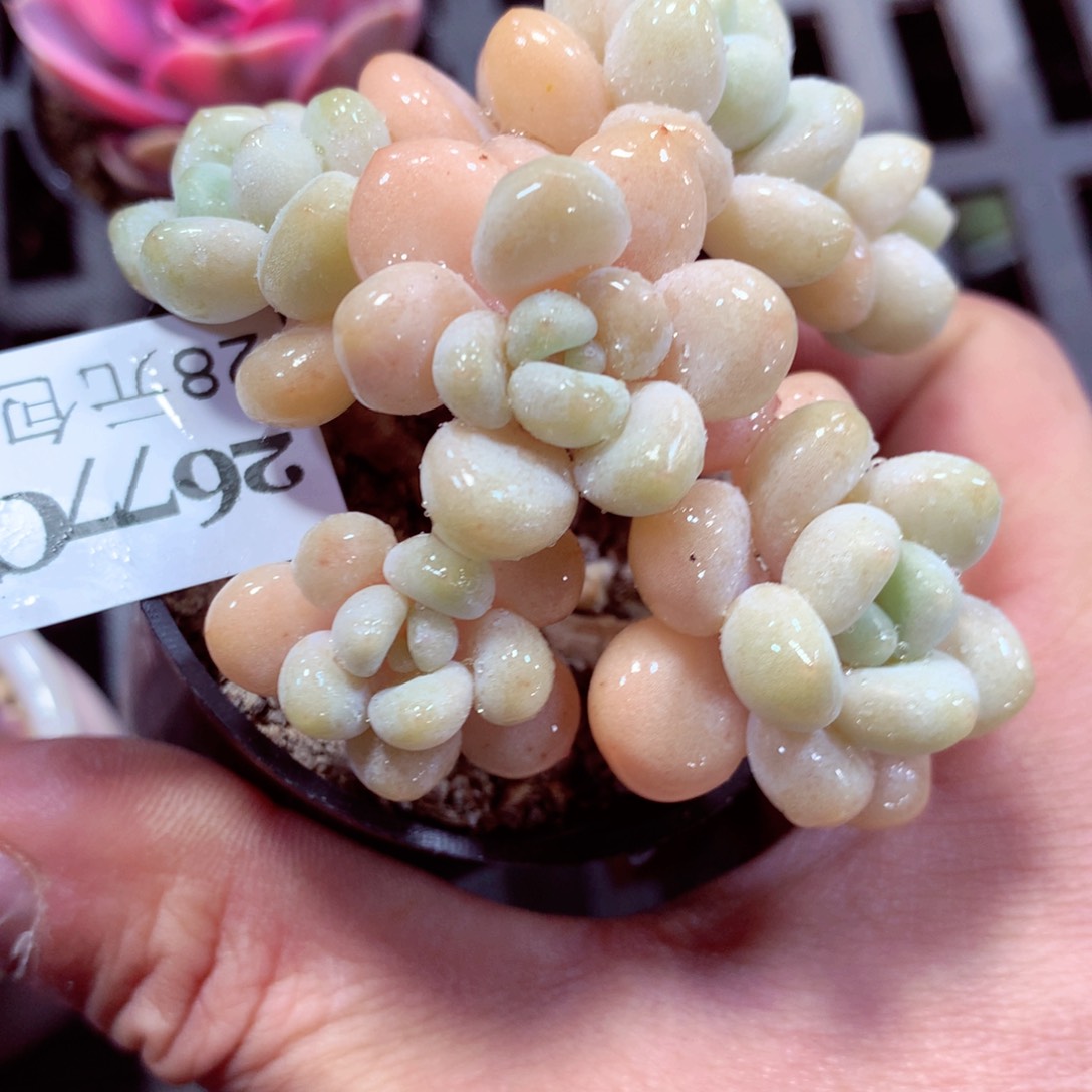 5厘米盆精控多肉2677