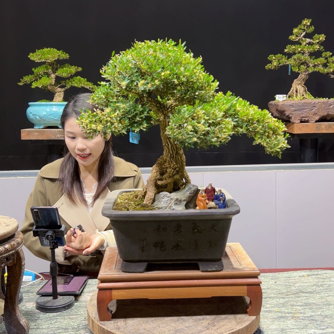 黄杨盆景老桩四季长青